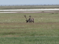 Caribou in Deadhorse